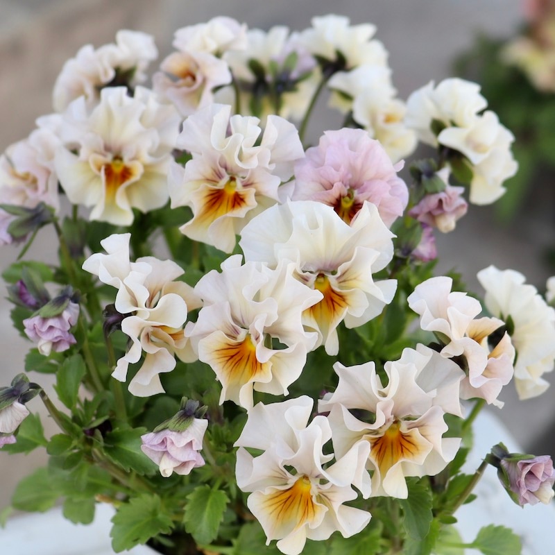 画像で色を選べる!!高知・植田さんのフリル咲きビオラ「マーブル」＜40番＞