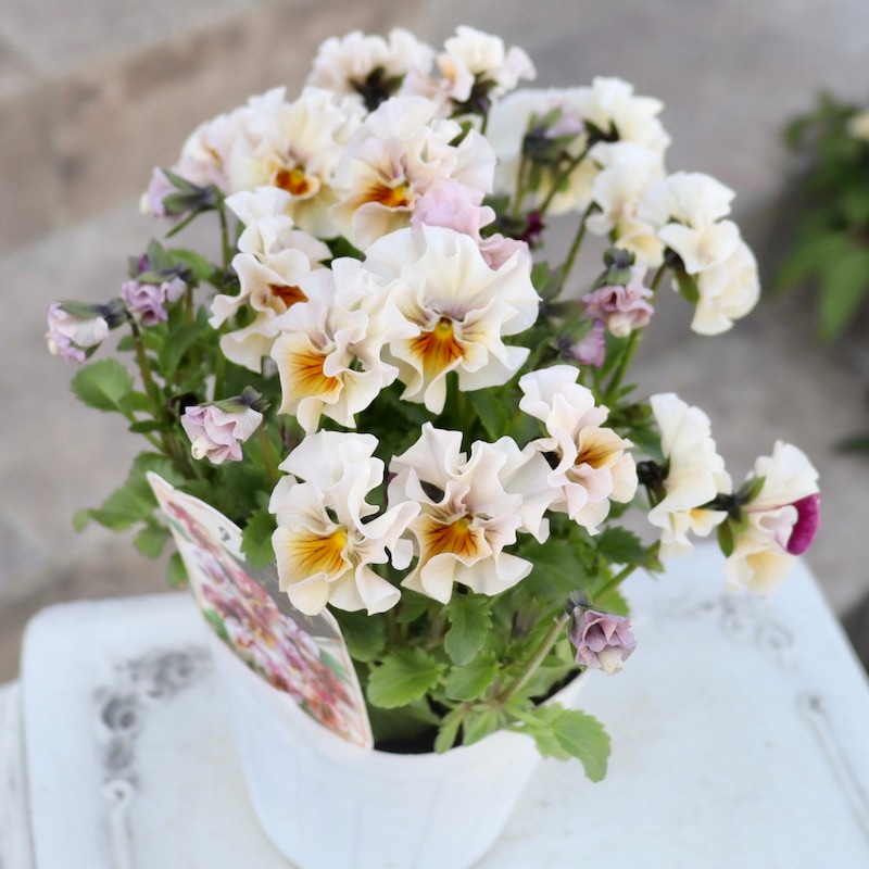 画像で色を選べる!!高知・植田さんのフリル咲きビオラ「マーブル」＜40番＞