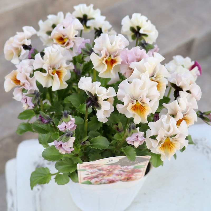 画像で色を選べる!!高知・植田さんのフリル咲きビオラ「マーブル」＜40番＞