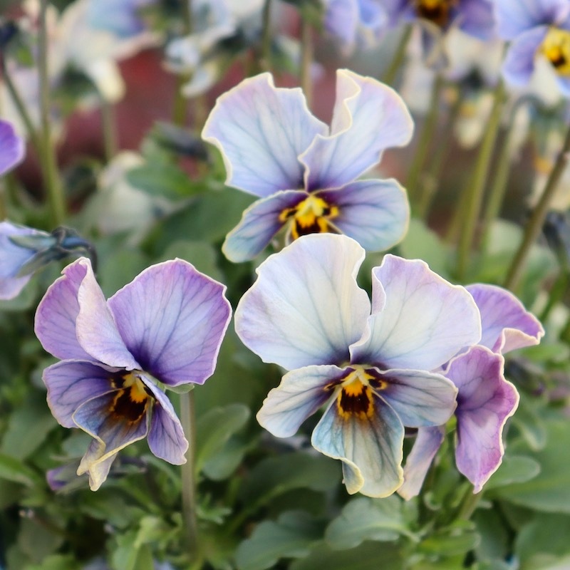 画像の現品1点限り!!サトウ園芸さんのビオラ・ヌーヴェルヴァーグ