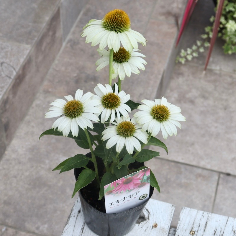 夏から秋咲き多年草☆エキナセア・プレーリースプレンダー「ホワイト