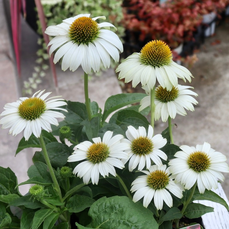 25_000000007564.jpg?1720593908