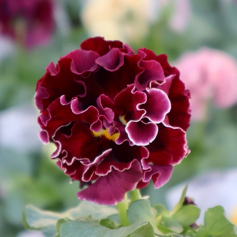 2024年デビューの希少品種》サトウ園芸さんのパンジー・ローブ・ドゥ