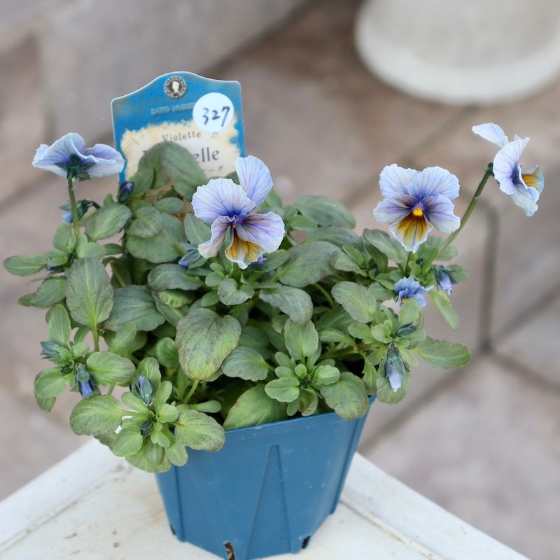 現品1点限り☆スペシャルなサトウ園芸さんのビオラ・ヌーヴェル