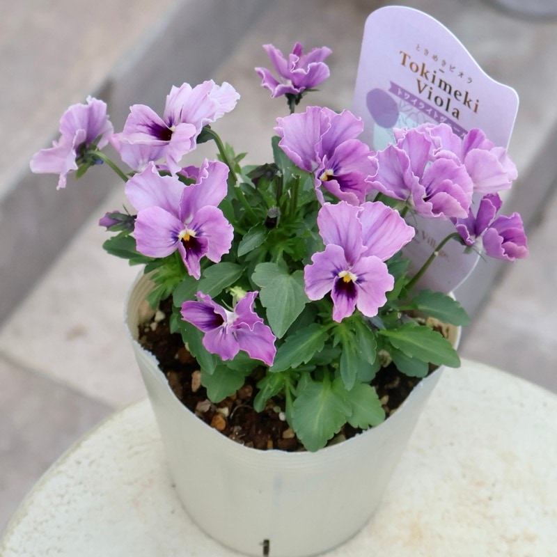 Green Farmv Village(奥田園芸)さん育種のときめきビオラ