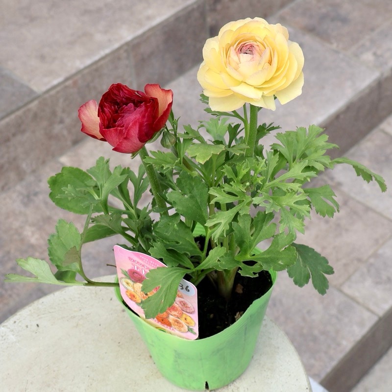 画像の現品1点限り》2色植えでお得♪うえたさんのラナンキュラス