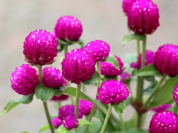 センニチコウ 千日紅 ラスベガス パープル 3 5号ポット