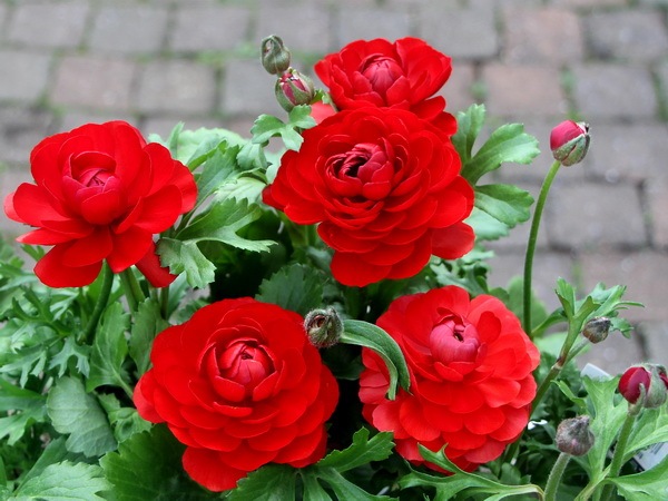 ラナンキュラス「綾リッチ」2番(3.5号ポット)