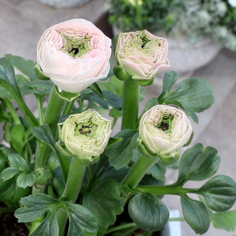 画像(ラスト8枚)と同等品♪ 綾園芸さんのラナンキュラス「ウピス」【5