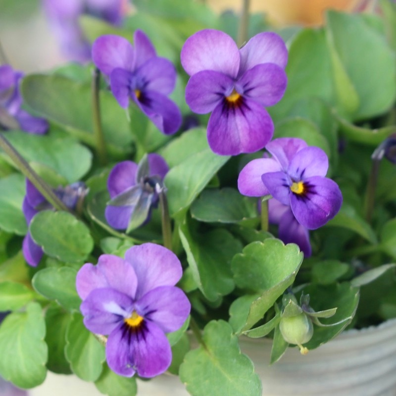 ピキママスリング　Sサイズ　ヴィオラ　花柄 2026年最新】ピキママスリングの人気アイテム - メルカリ