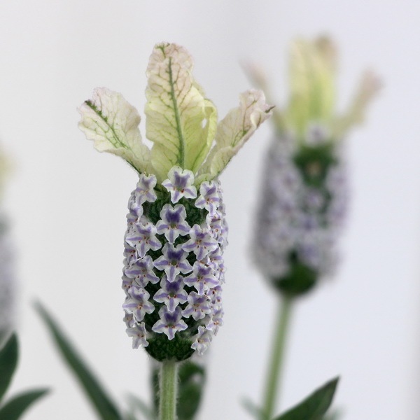 フレンチラベンダー「クリスタルフィン」【高品質4号鉢入り】