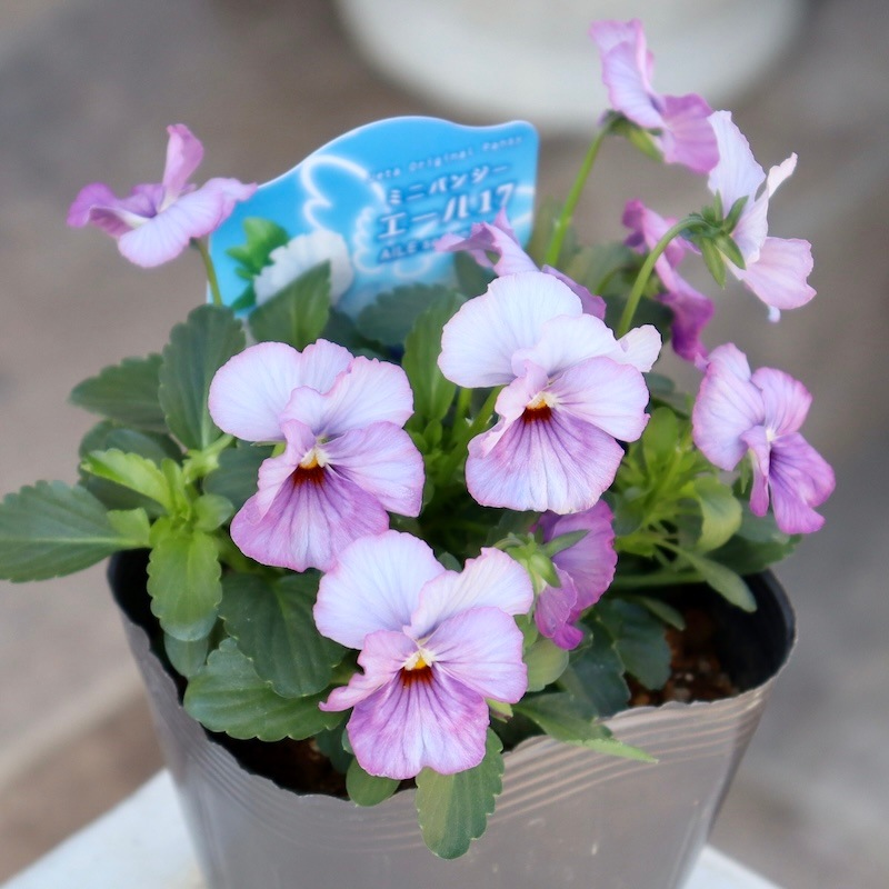 画像で色を選べる!!植田さんのミニパンジー 「エール17」＜4番＞