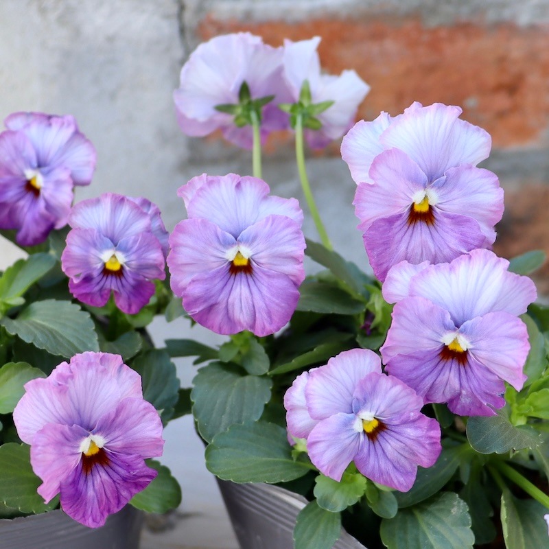 画像で色を選べる!!植田さんのミニパンジー 「エール17」＜4番＞