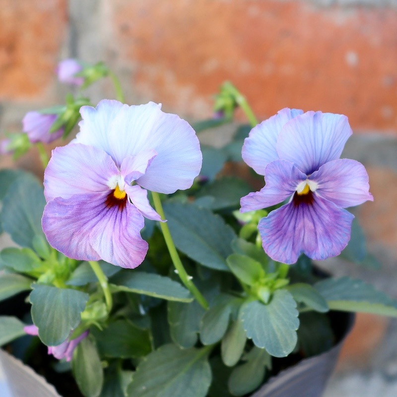 画像で色を選べる!!植田さんのミニパンジー 「エール17」＜4番＞