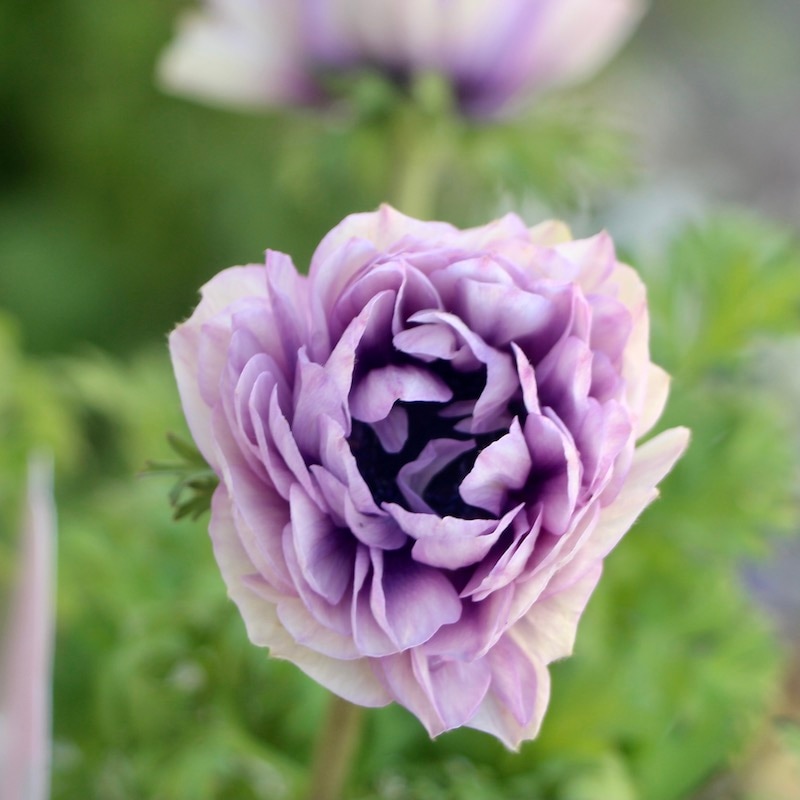 八重咲きアネモネ「シフォンダブル」1番(3号ロングポット)