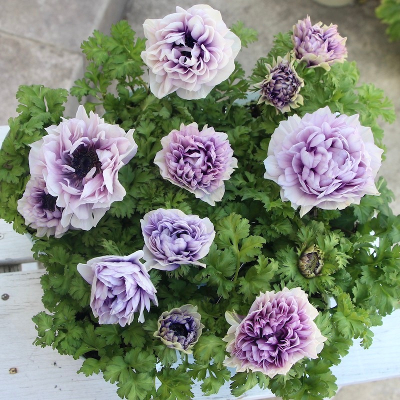 アテネの朝　 八重咲きアネモネ「シフォンダブル」1番(3号ロングポット)