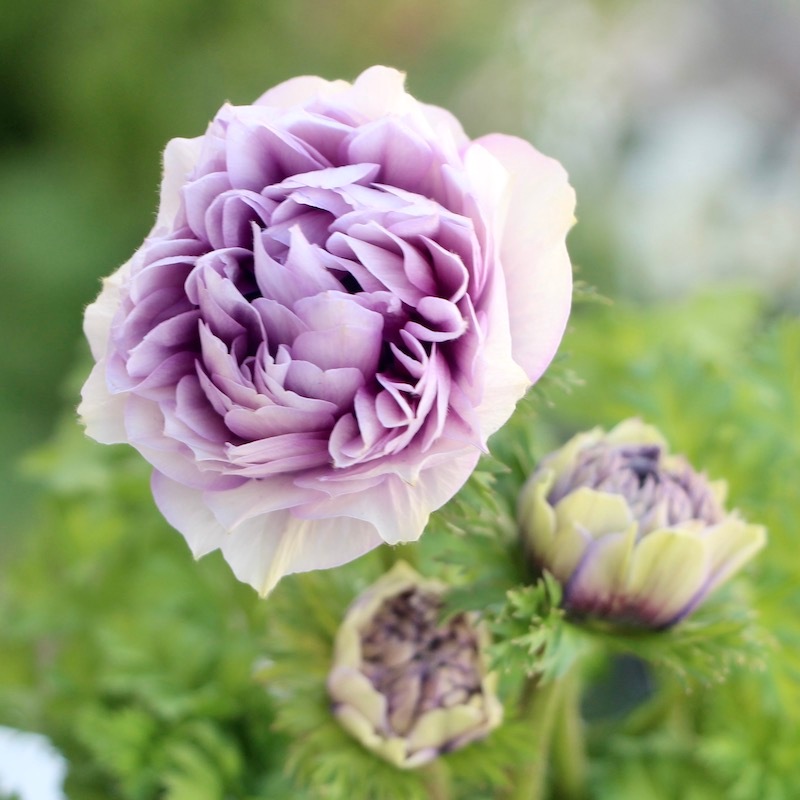 Ｆ・Ｌ・Ｙ・フォンタネ、花、超希少、新品額付、状態良好 八重咲きアネモネ「シフォンダブル」1番(3号ロングポット)