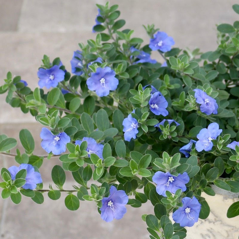 激レア ブルーラグーン/パラレルフェイズ 完動品 激レア ブルーラグーン/パラレルフェイズ 完動品 - メルカリ