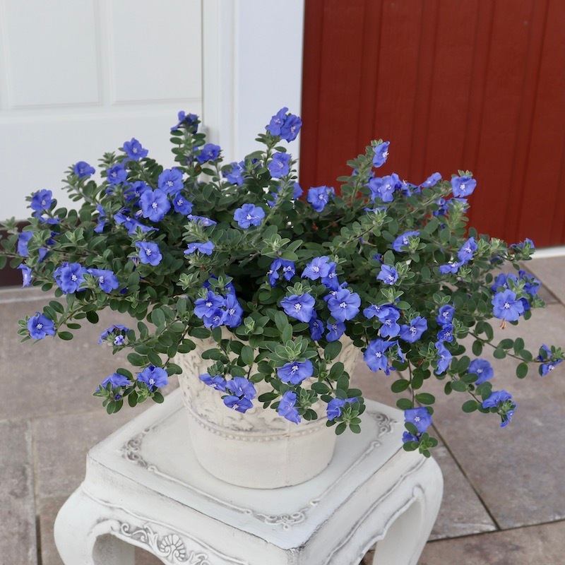 遂に今年も入荷♪PWブランド☆エボルブルス「ブルーラグーン」(3.5号