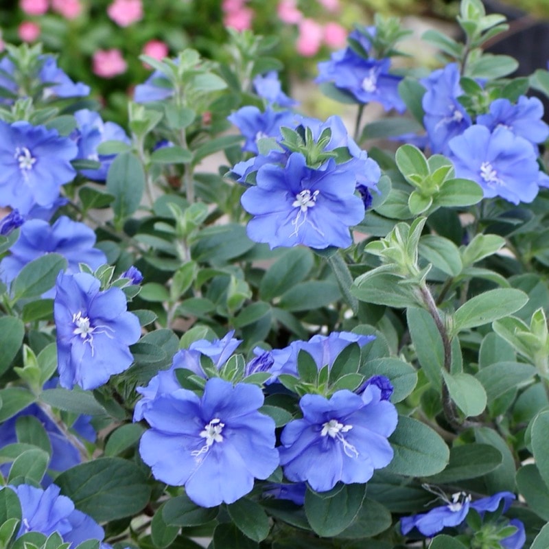 ボリューム満点の開花株♪PWブランド☆エボルブルス「ブルーラグーン