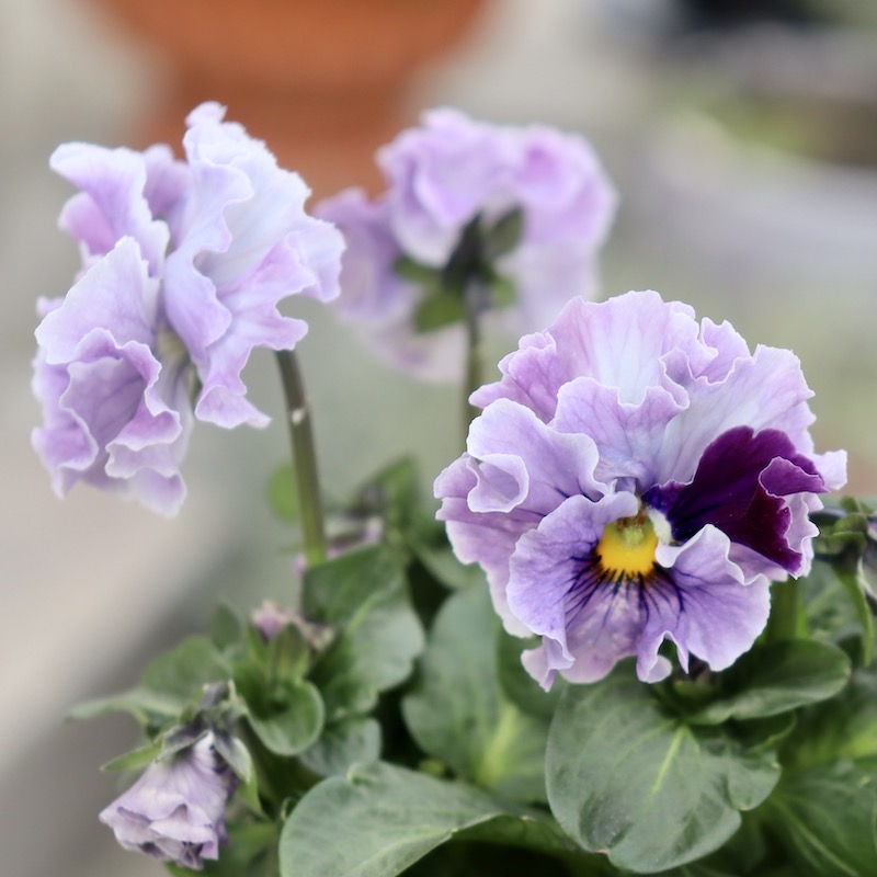 画像の現品1点限り!! 超良株☆桂楓園さんのパンジー「フェデネージュ