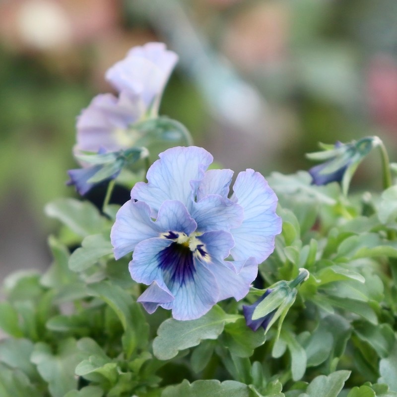 M*I様 ビオラレディ苗　1番　美しい青色 M*I様 ビオラレディ苗 1番 美しい青色 ビオラレディ苗 1番 美しい青色