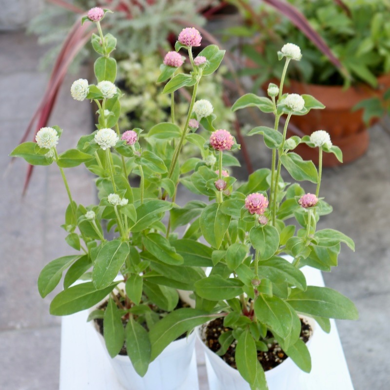 センニチコウ(千日紅)ラスベガス「ピンク&ホワイト」(3.5号ポット)