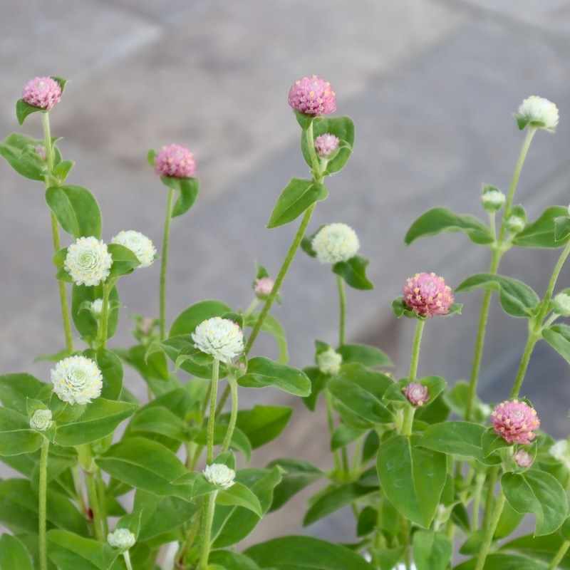 コンロンカピンク　苗 桃色コンロンカの種苗