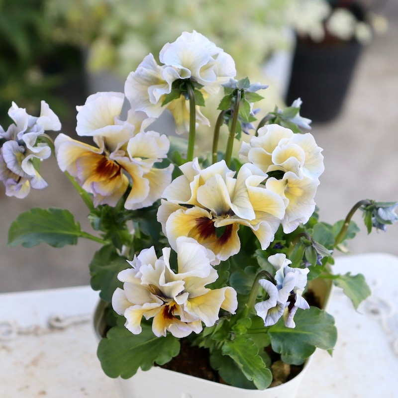 現品1点限り☆スペシャルなサトウ園芸さんのパンジー「クレール・ドゥ