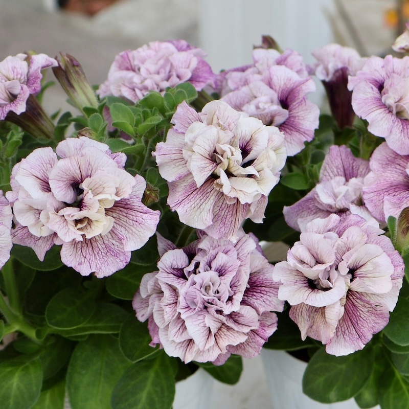 2025年NEW】花日和さんの八重咲きペチュニア・ホイップマカロン