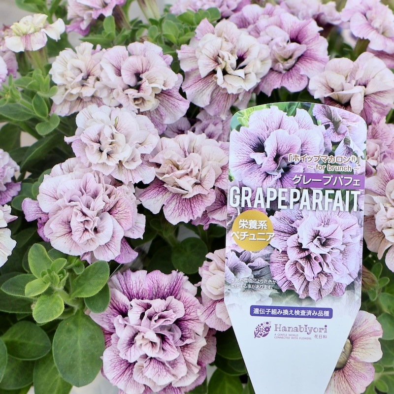 2025年NEW】花日和さんの八重咲きペチュニア・ホイップマカロン
