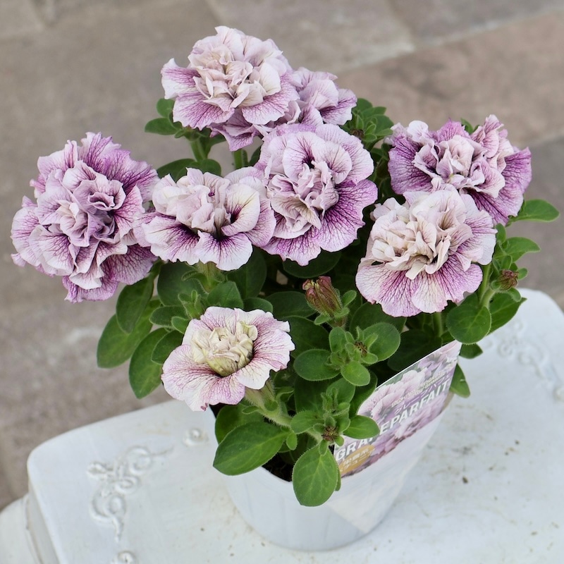 ④ ✨蕾付き‼️開花株✨パッと華やかな花✨グロキシニア✨紫✖️白系✨ポットごと発送✨ 2025年NEW】花日和さんの八重咲きペチュニア・ホイップマカロン