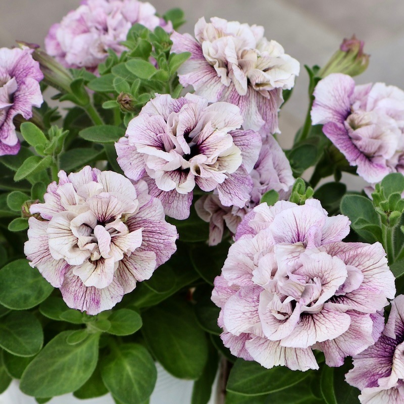 6_000000009165.jpg?1746255060