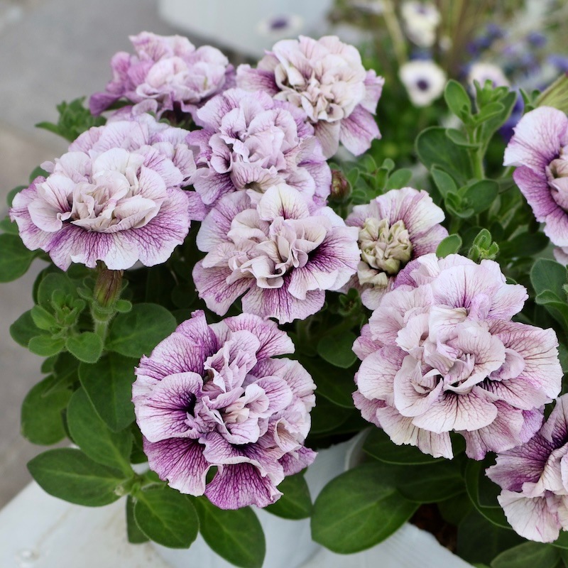 2025年NEW】花日和さんの八重咲きペチュニア・ホイップマカロン