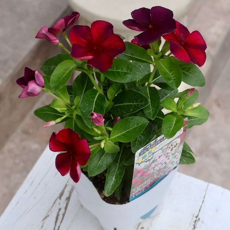 北島園芸さんのビンカ(日々草)「オリジナル(品種名不明25-04)」(3.5号