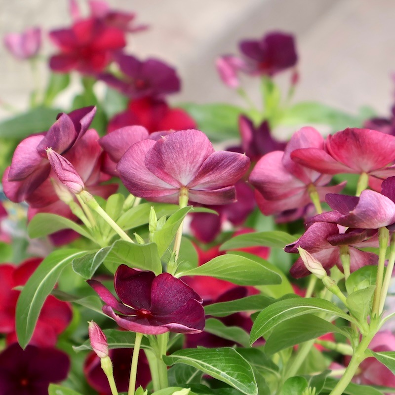 みち【人気・ポットまま発送】北島園芸オリジナルビンカ6点セット 北島園芸さんのビンカ(日々草)「オリジナル(品種名不明25-04)」(3.5号