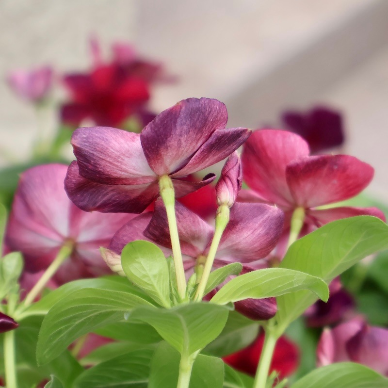 北島園芸さんのビンカ(日々草)「オリジナル(品種名不明25-04)」(3.5号