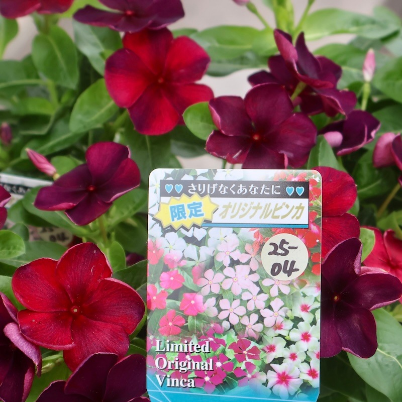 みち【人気・ポットまま発送】北島園芸オリジナルビンカ6点セット 北島園芸さんのビンカ(日々草)「オリジナル(ポルカドットレッド