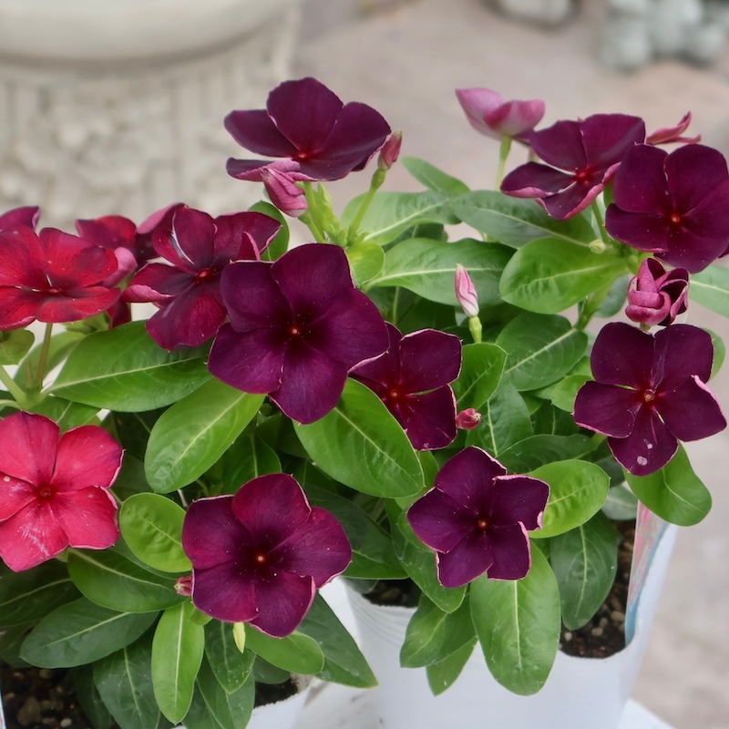 北島園芸さんのビンカ(日々草)「オリジナル(品種名不明25-04)」(3.5号