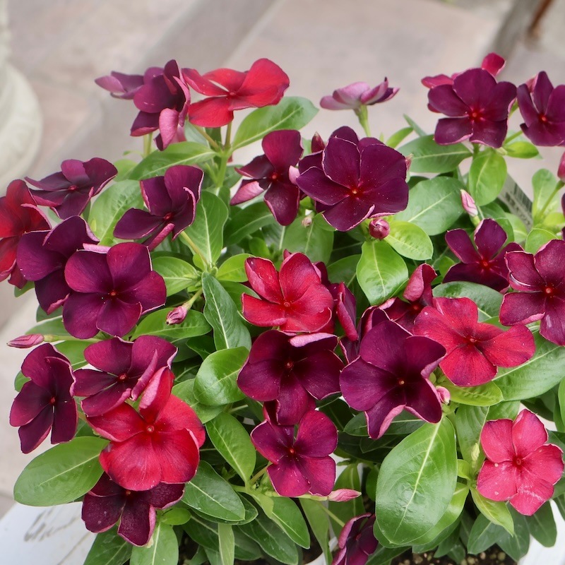 北島園芸さんのビンカ(日々草)「オリジナル(品種名不明25-04)」(3.5号