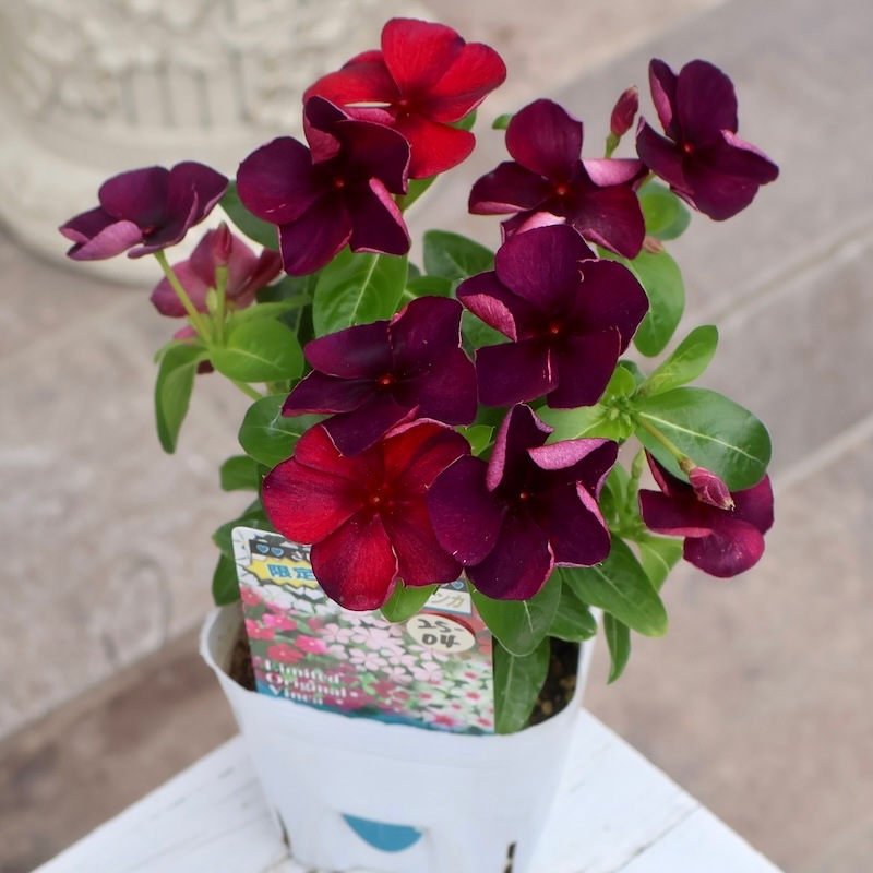 北島園芸さんのビンカ(日々草)「オリジナル(品種名不明25-04)」(3.5号