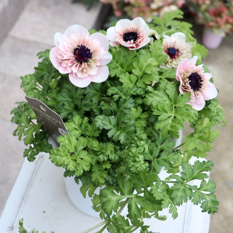 ムラサキの魅惑なアネモネ 2024年NEW☆2年生株のプレミアム八重咲きアネモネ「アンアリス