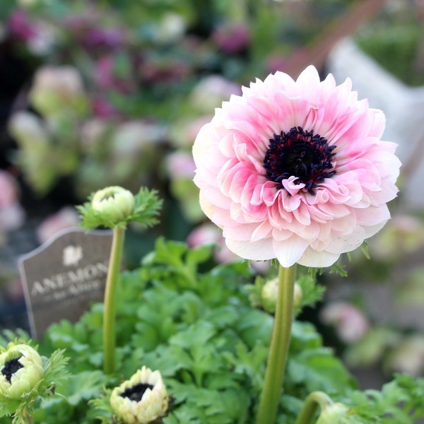 八重咲きアネモネの苗1鉢 Fodexpo Com Co