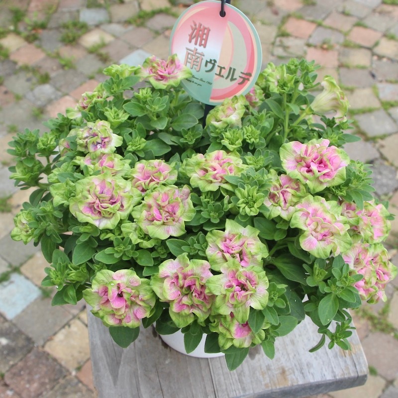 在庫限りの限定入荷 5号鉢 八重咲きペチュニア 湘南ローザ ヴェルデ