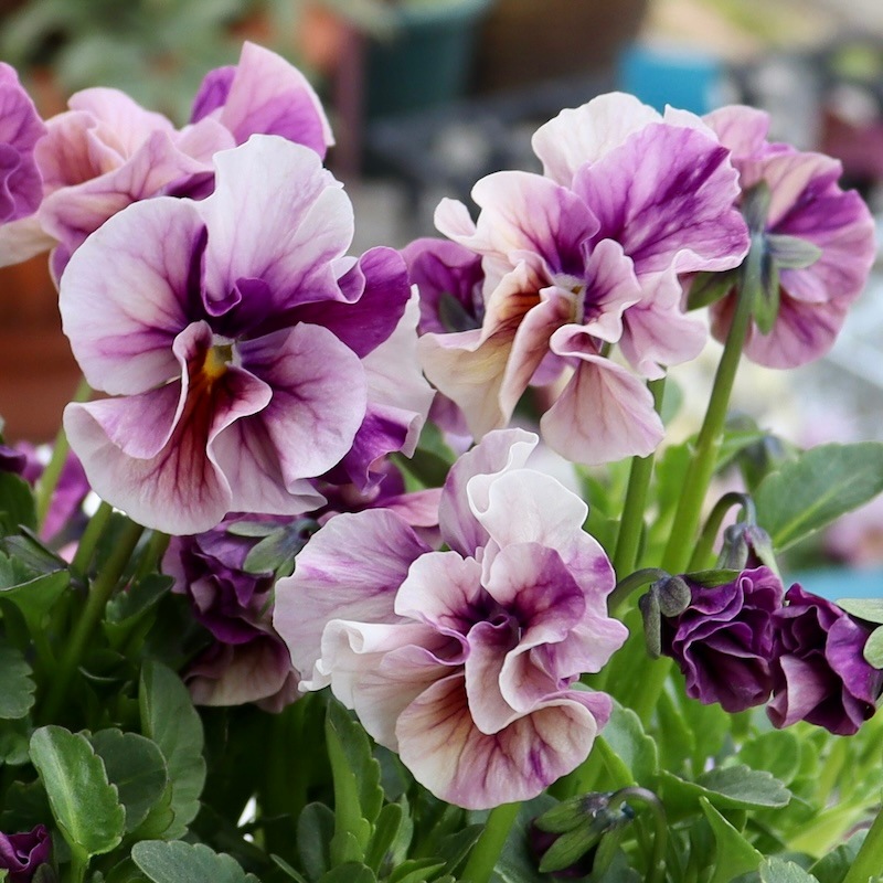 ラスト☆画像で色を選べる!!高知・植田さんのフリル咲きビオラ