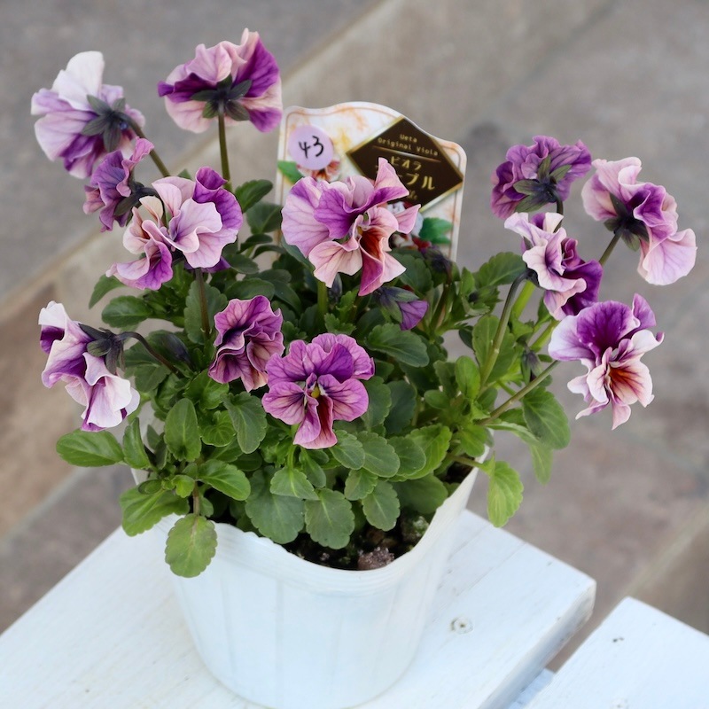 ラスト☆画像で色を選べる!!高知・植田さんのフリル咲きビオラ