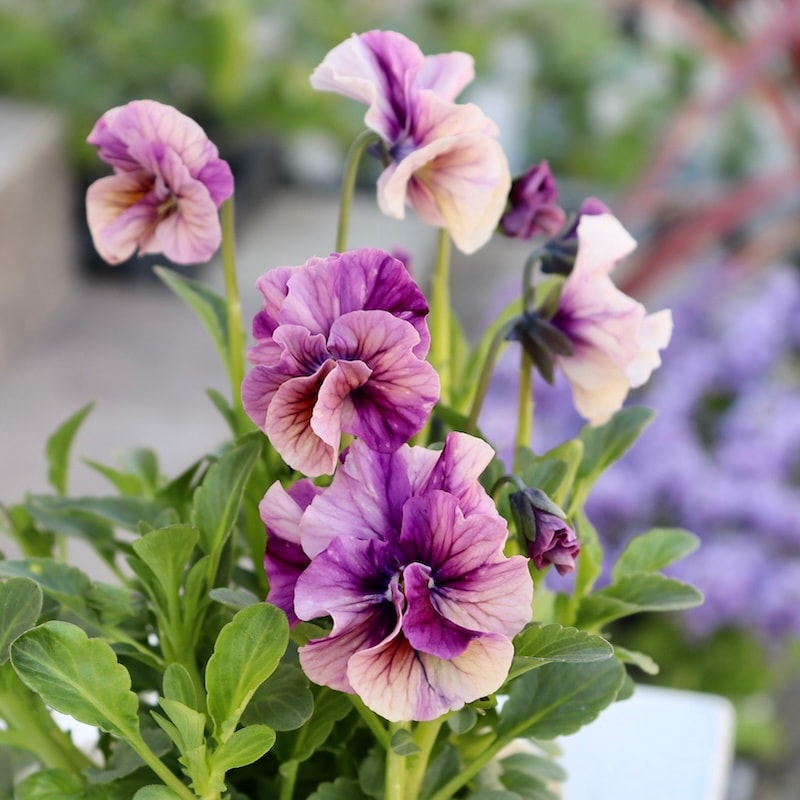 ラスト☆画像で色を選べる!!高知・植田さんのフリル咲きビオラ