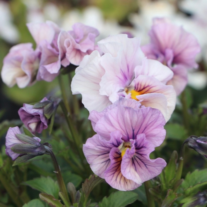 画像で色を選べる!!高知・植田さんのフリル咲きビオラ「マーブル」＜43番＞