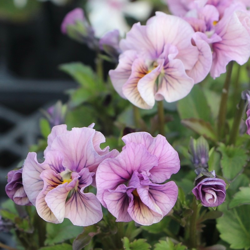 画像で色を選べる!!高知・植田さんのフリル咲きビオラ「マーブル」＜43番＞