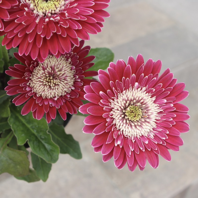 画像の現品 ガーデンガーベラ ガルビネアの八重咲き種 マジェスティック バーガンディ